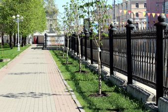 В Твери в Городском саду появилась аллея каштанов