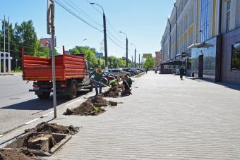 В Твери на проспекте Победы начались работы по высадке новых лип