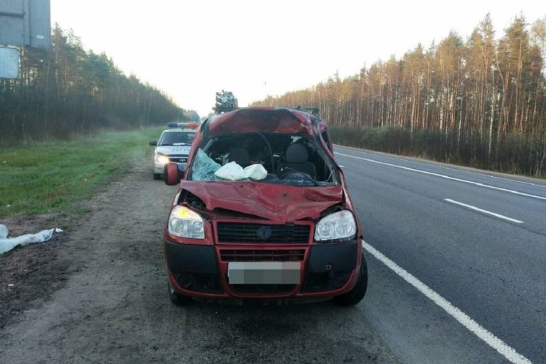В Тверской области автомобиль сбил лося, животное погибло, водитель пострадал
