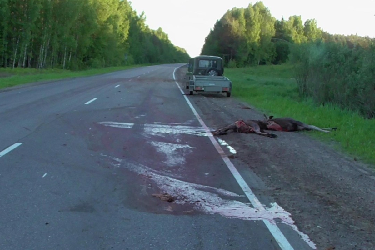 В Тверской области водитель после столкновения с лосём вылетел в кювет и перевернулся