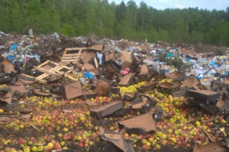 На полигоне в Тверской области раздавили 20 тонн конфискованных яблок