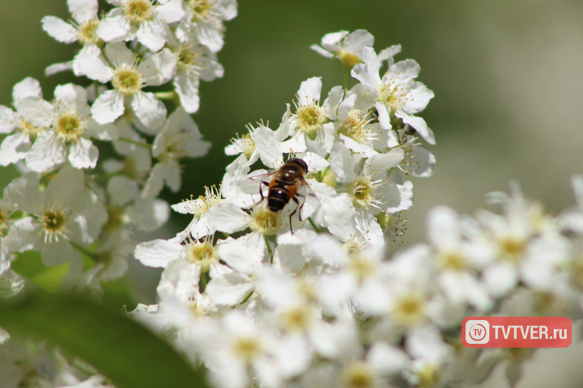 В Твери зацвела черемуха, но холодов не будет