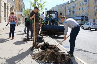 В Твери на Советской посадили 20 молодых лип