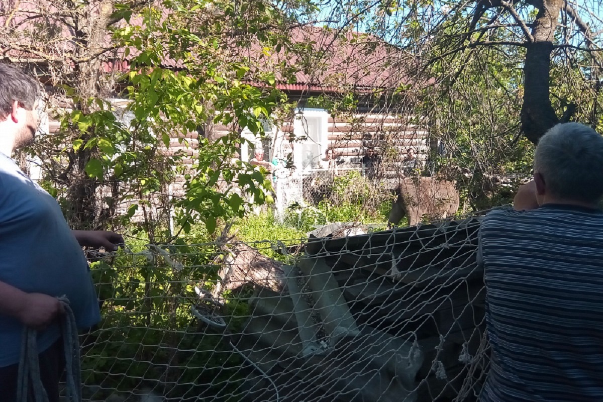 В Тверской области лося ловили сеткой с футбольных ворот