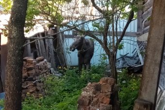 В Тверской области лося ловили сеткой с футбольных ворот