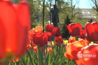 На улицах Твери высадят около 200 тысяч цветов