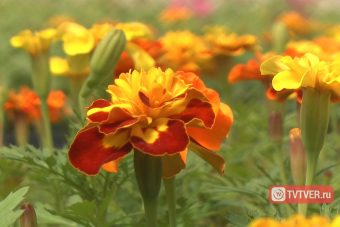 На улицах Твери высадят около 200 тысяч цветов