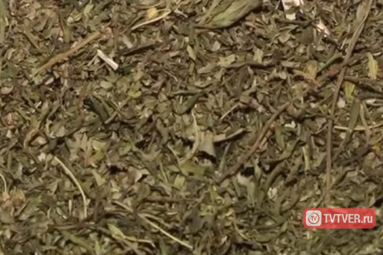 Житель Тверской области получил 9 лет колонии за выращивание и продажу марихуаны