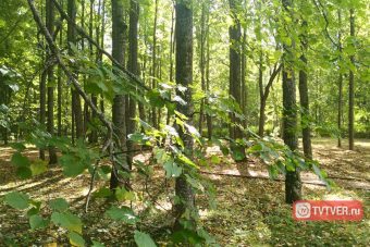 В Тверской области деревьев станет больше на 600 тысяч