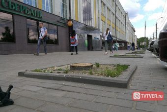 В Твери на проспекте Победы вырубили почти четыре десятка лип