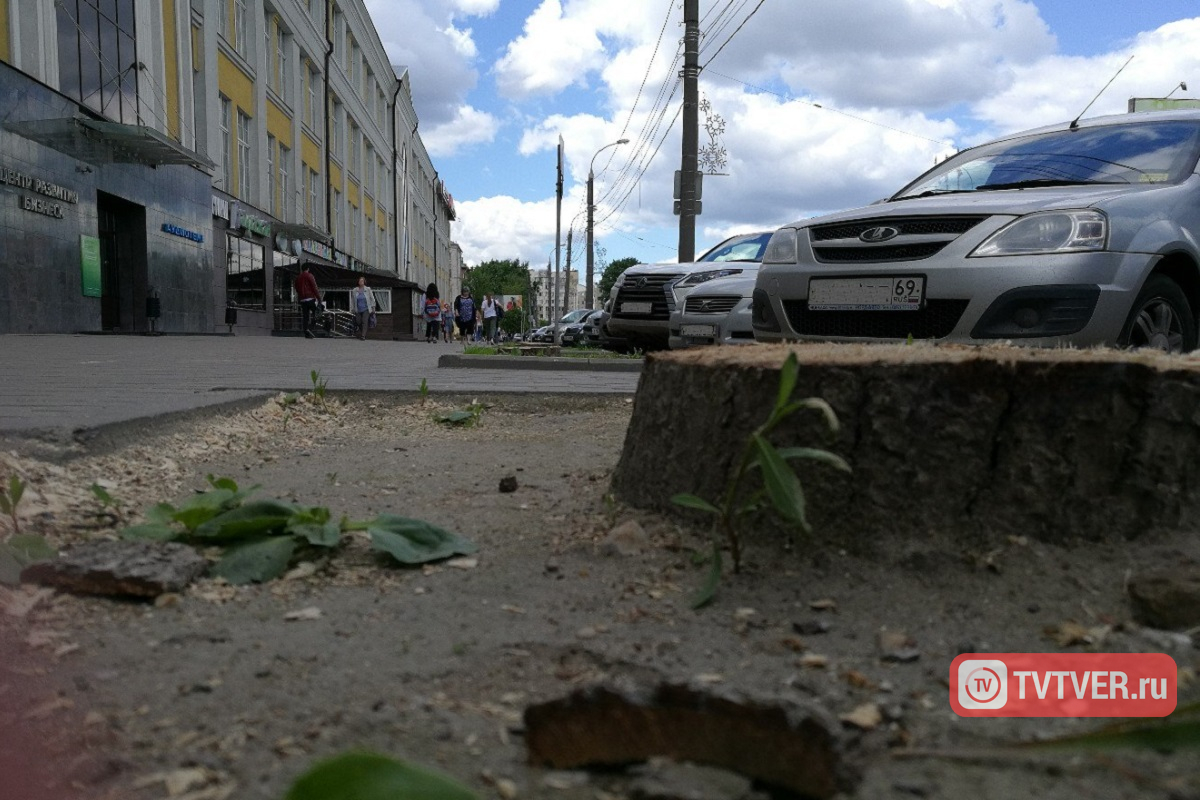 В Твери на проспекте Победы вырубили почти четыре десятка лип