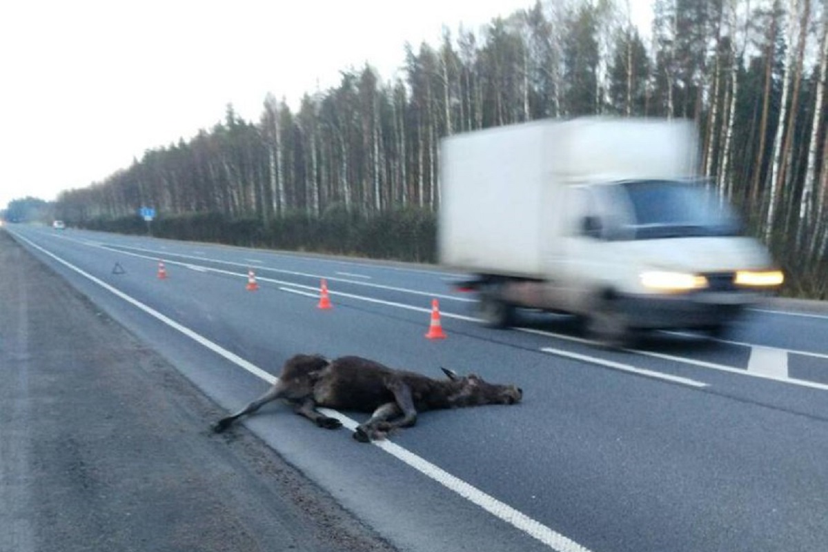 В Тверской области автомобиль сбил лося, животное погибло, водитель пострадал