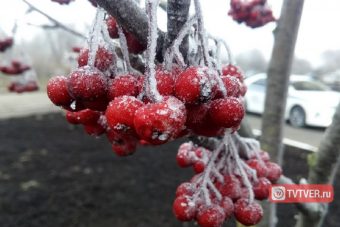 В ночь на 11 мая в Тверской области возможны заморозки