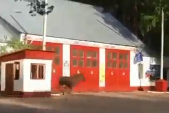 На закрытый остров стратегического назначения в Тверской области приплыли лоси