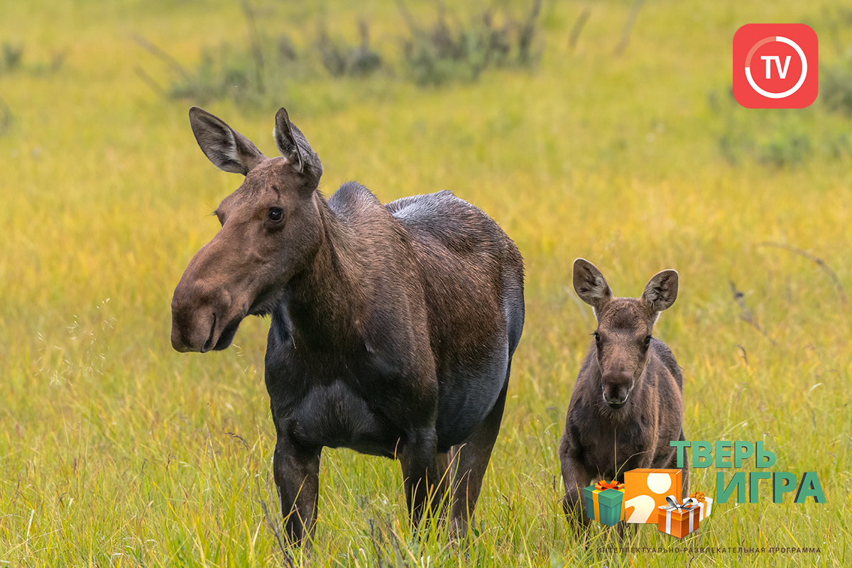 В Тверской области лось попал под колеса автомобиля