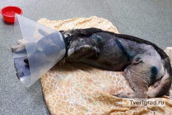 Под Тверью на глазах у детей расстреляли собаку