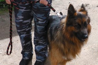 Викинг помог разыскать пропавшего пенсионера в лесах Тверской области
