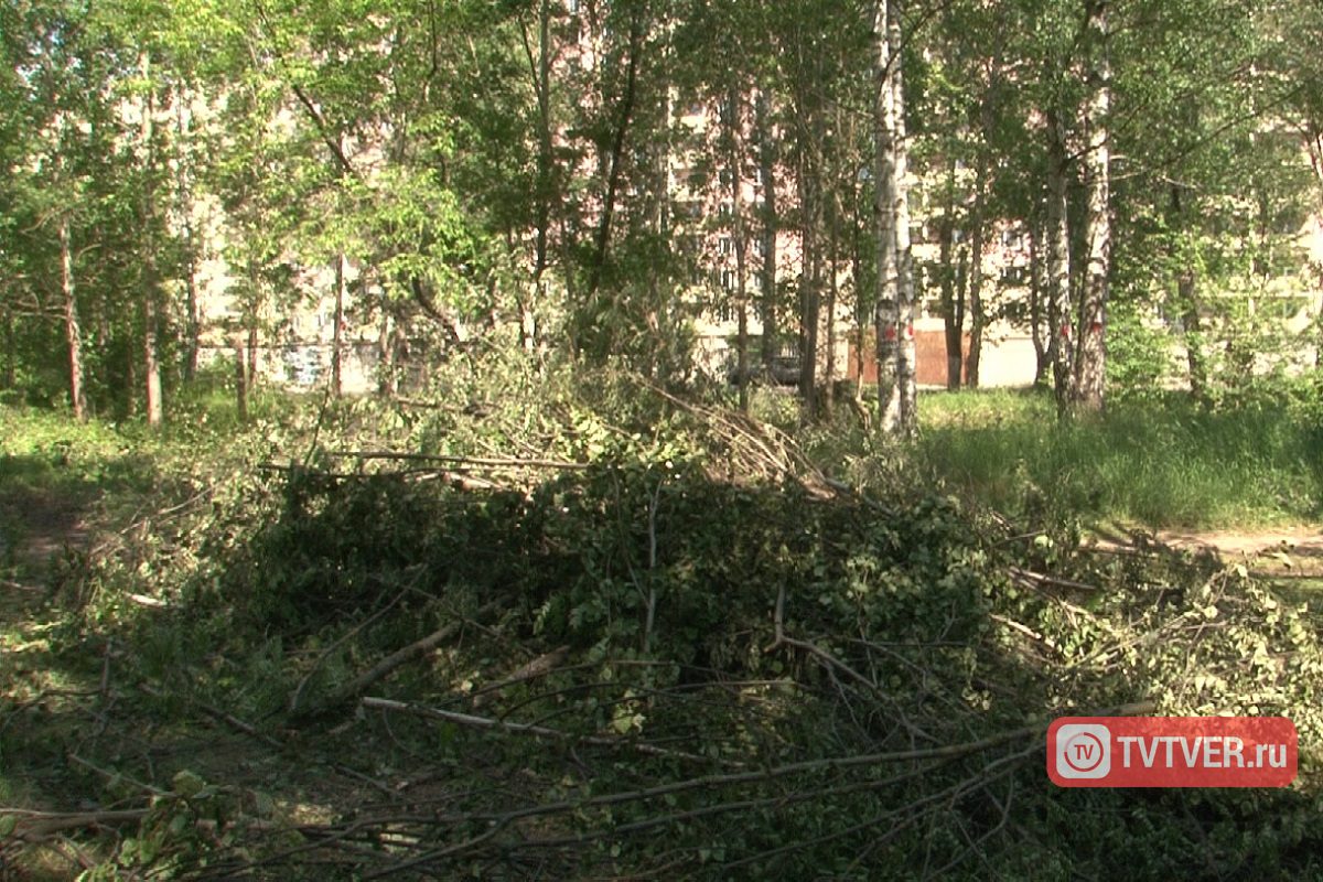 Власти Твери разрешили срубить 161 дерево ради магазина