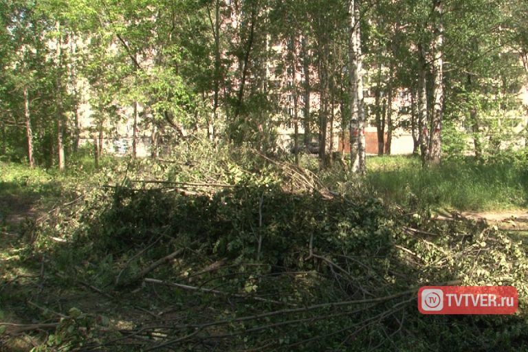 Власти Твери разрешили срубить 161 дерево ради магазина