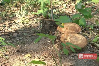 Власти Твери разрешили срубить 161 дерево ради магазина