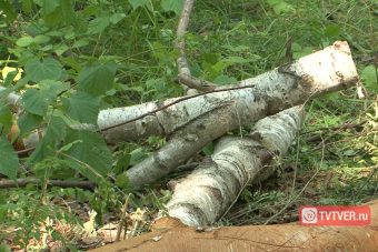 Власти Твери разрешили срубить 161 дерево ради магазина