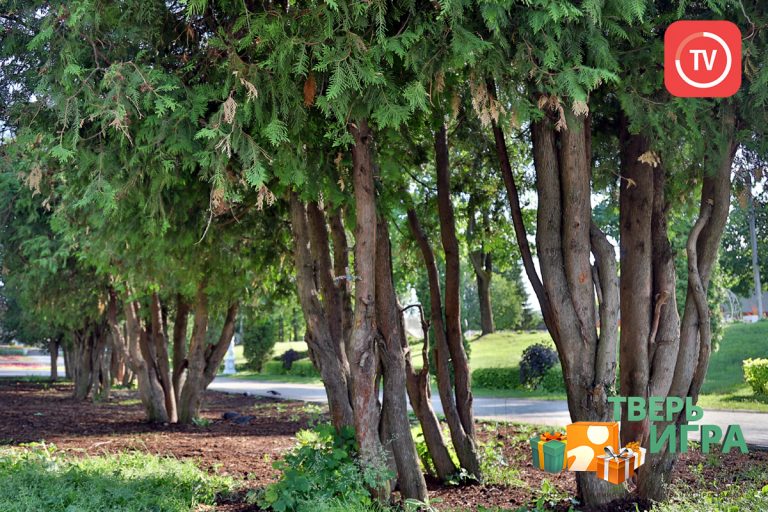 Сегодня вечером в «Тверьигре» разыгрывается 20 литров топлива и тостер