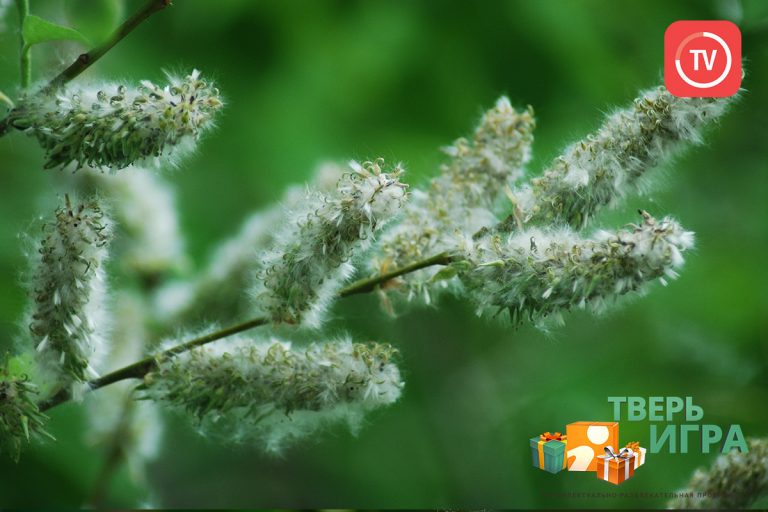 «Тверьигра», выпуск № 75: результат