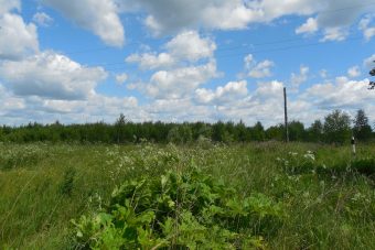 Почти 350 гектаров пахотных земель в Тверской области заросли деревьями и сорняками