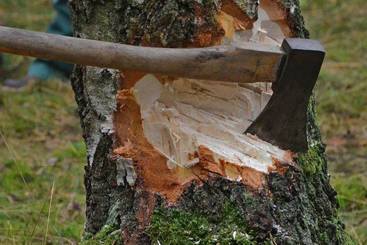 В Тверской области рубили здоровые деревья под видом сухостоя