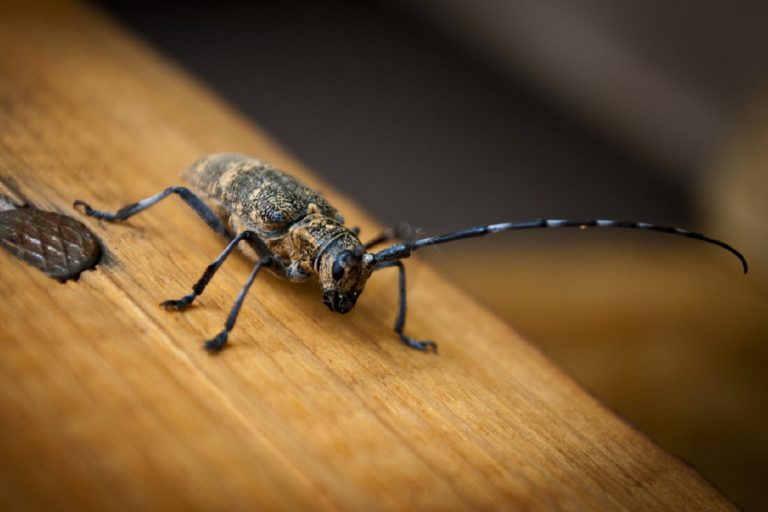 В Тверской области обнаружили опасных жуков
