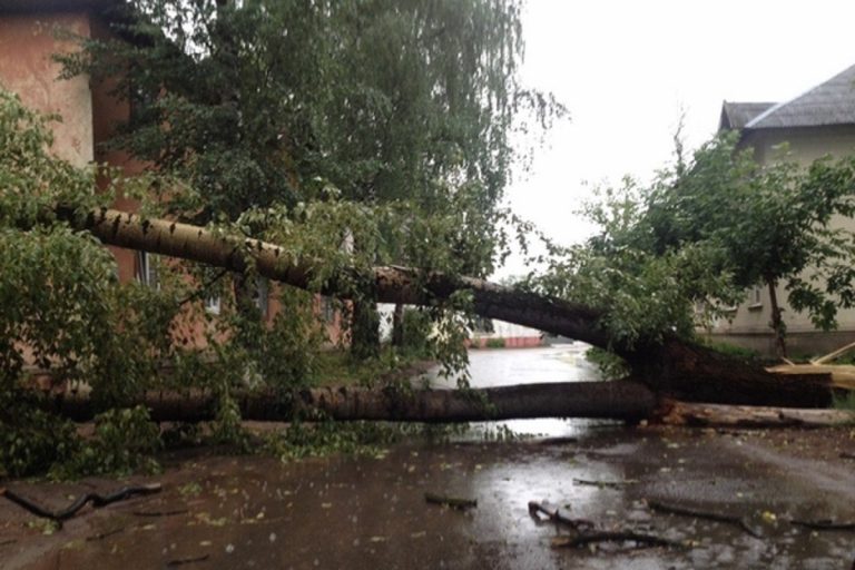 На Ремесленном проезде в Твери упало дерево