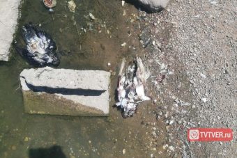 В Твери зафиксирован массовый мор птиц