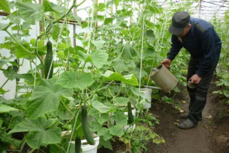 Вот так урожай: в ИК-10 Тверской области заключённые собирают огурцы и помидоры