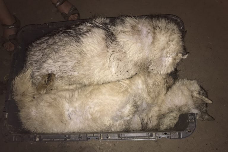 Трупы щенков самоеда обнаружены в Твери на парковке развлекательного центра