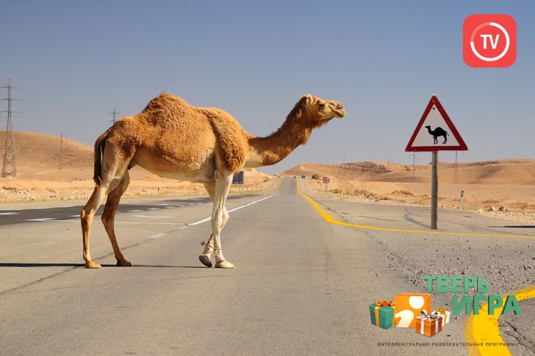 «Тверьигра», выпуск № 79: результат