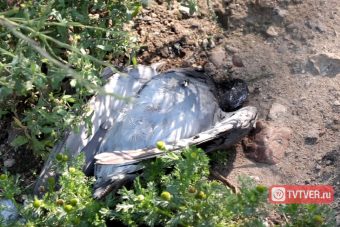 Голуби в Твери могут массово гибнуть из-за инфекции в грязной воде