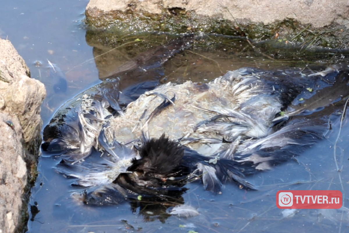 Голуби в Твери могут массово гибнуть из-за инфекции в грязной воде