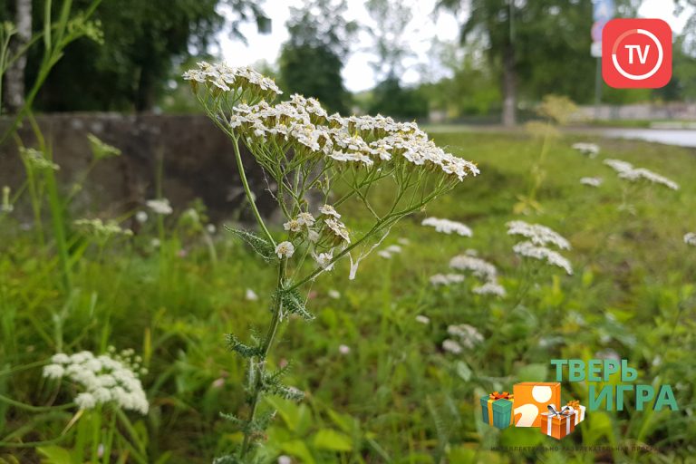 Сегодня вечером в «Тверьигре» разыгрывается 20 литров топлива и кофеварка
