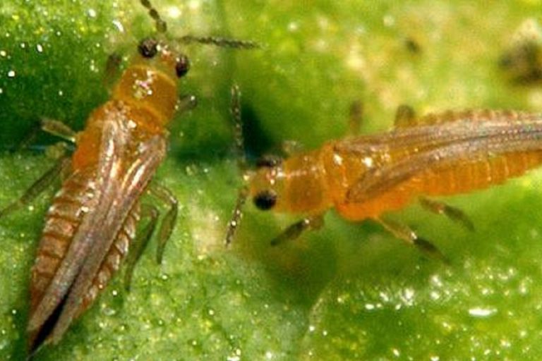 В оранжереях тверского «Зеленстроя» нашли опасного цветочного вредителя