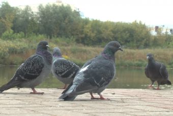 Ветеринары не нашли заболеваний у стаи мертвых голубей в Твери