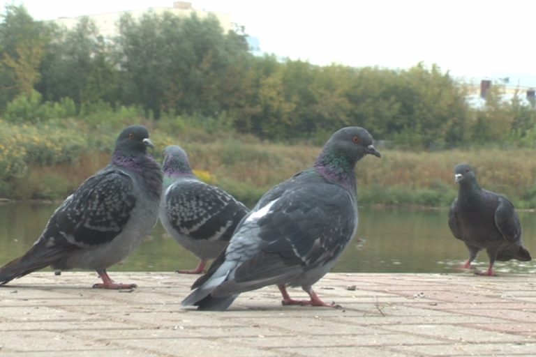 Ветеринары не нашли заболеваний у стаи мертвых голубей в Твери