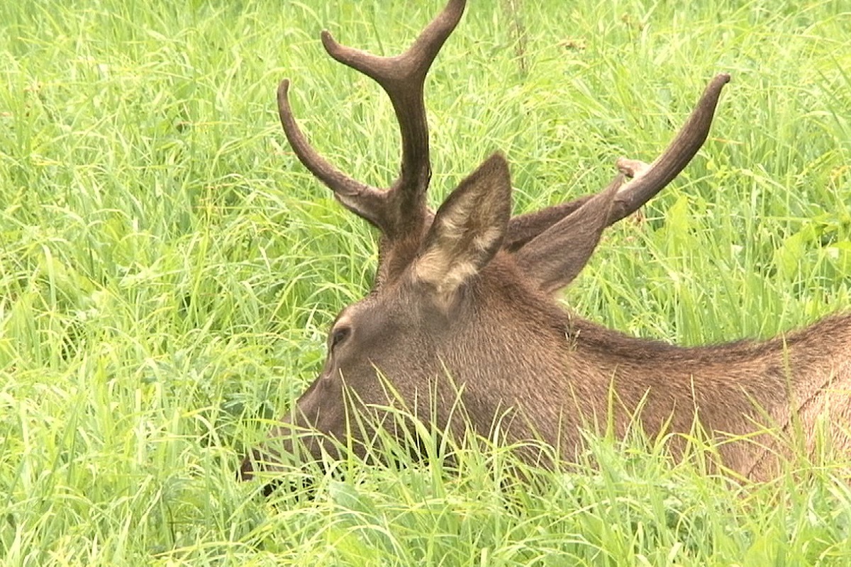 Погубившие благородных оленей в Тверской области охотники из Карелии ответят за браконьерство сполна