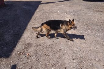 В Ржеве сотрудники поисково-спасательного отряда спасли собаку из колодца