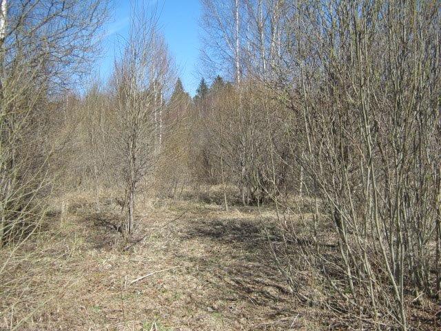 В Тверской области земли сельхозназначения заросли двухметровыми осинами, березами и ивами