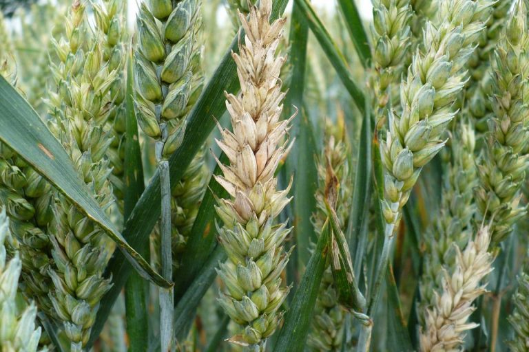 Пшеница в Тверской области заражена опасным грибом