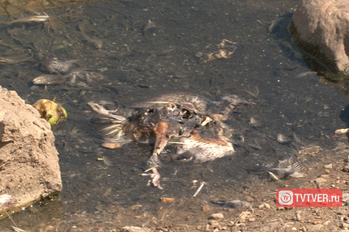 Набережную Лазури в Твери за четыре дня не очистили от зараженных останков голубей