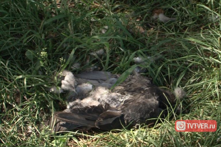 Набережную Лазури в Твери за четыре дня не очистили от зараженных останков голубей
