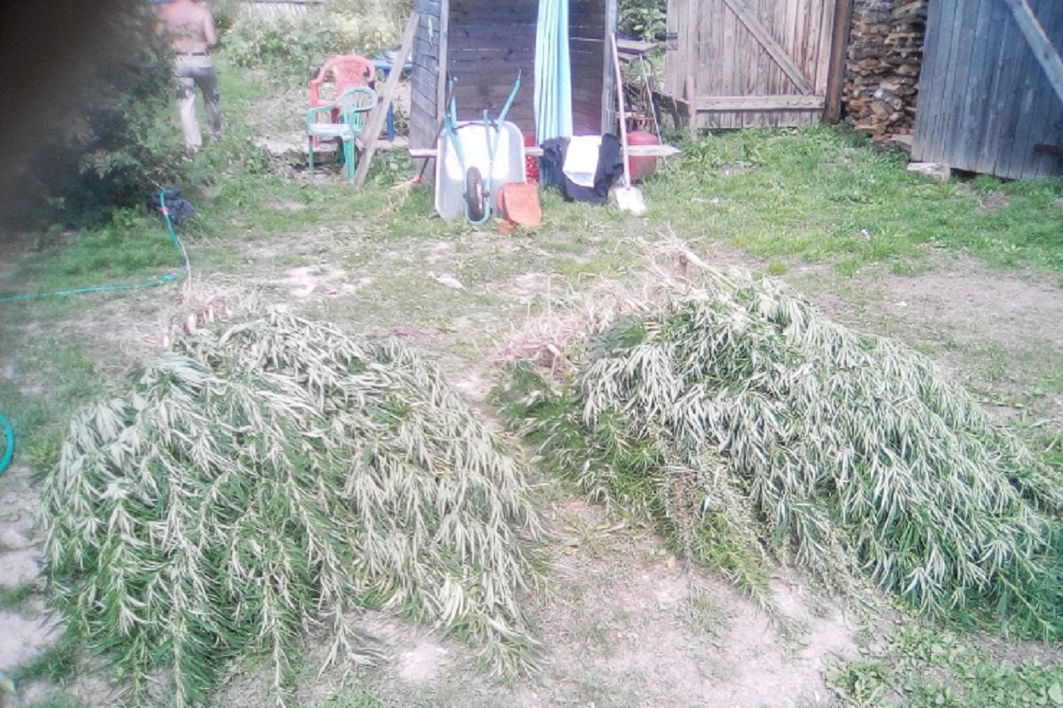 В Тверской области супруги выращивали коноплю вместо цветов