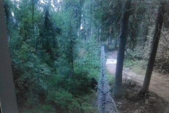 В Тверской области медведь гуляет у населенного пункта