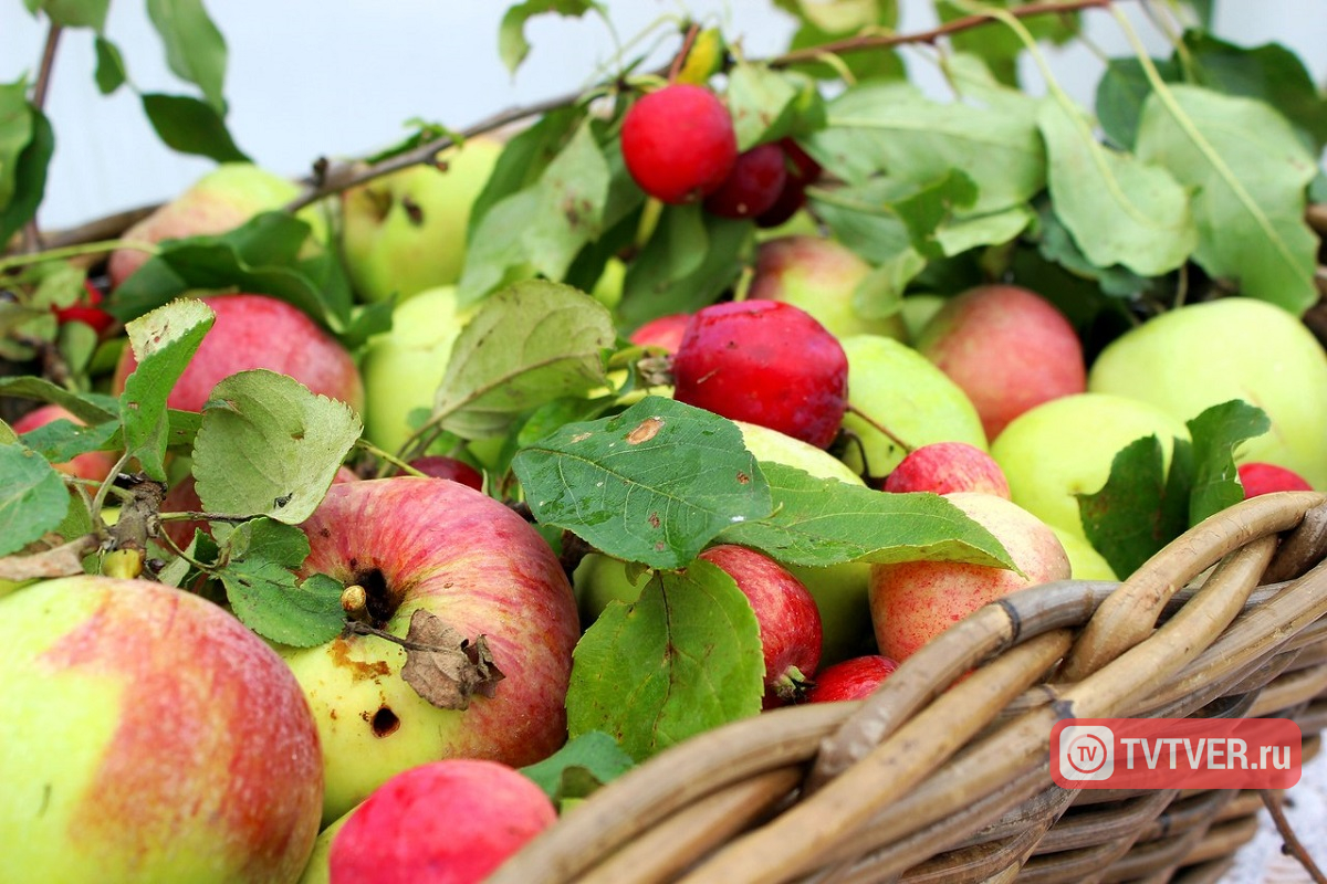 Развеян популярный миф о яблоках и гречке